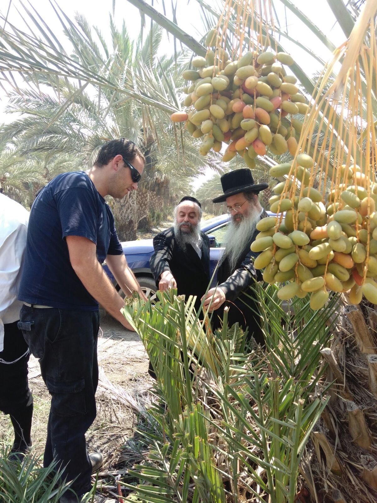 Inspecting a date and lulavim plantation