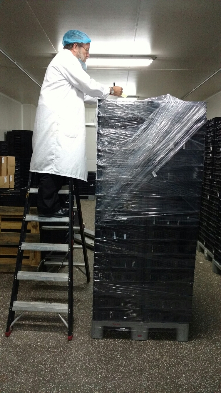 Rabbi Gotlib seals a pallet of certified meat products, for transport